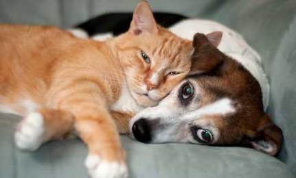 Cat & Dog